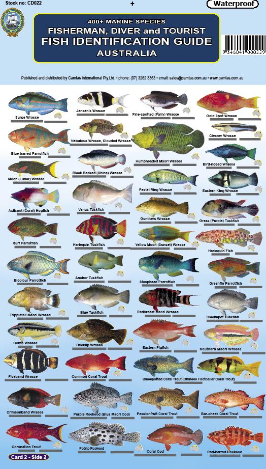 Australian shop fish species