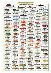 Fish ID Posters